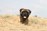 BULLMASTIFF 282